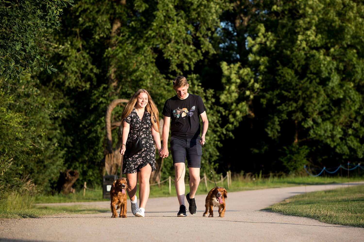trentham-gardens-woodland-dog-walks