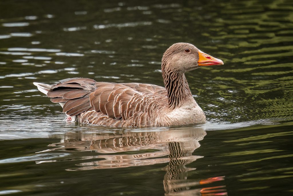 help us protect our wild birds from avian influenza