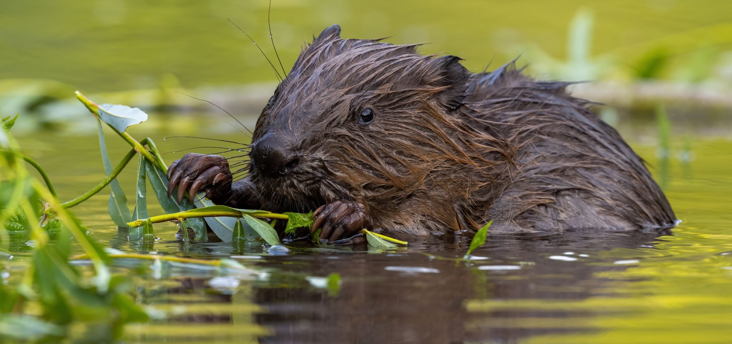 Wet Eurasian Beaver eating leaves in Summer