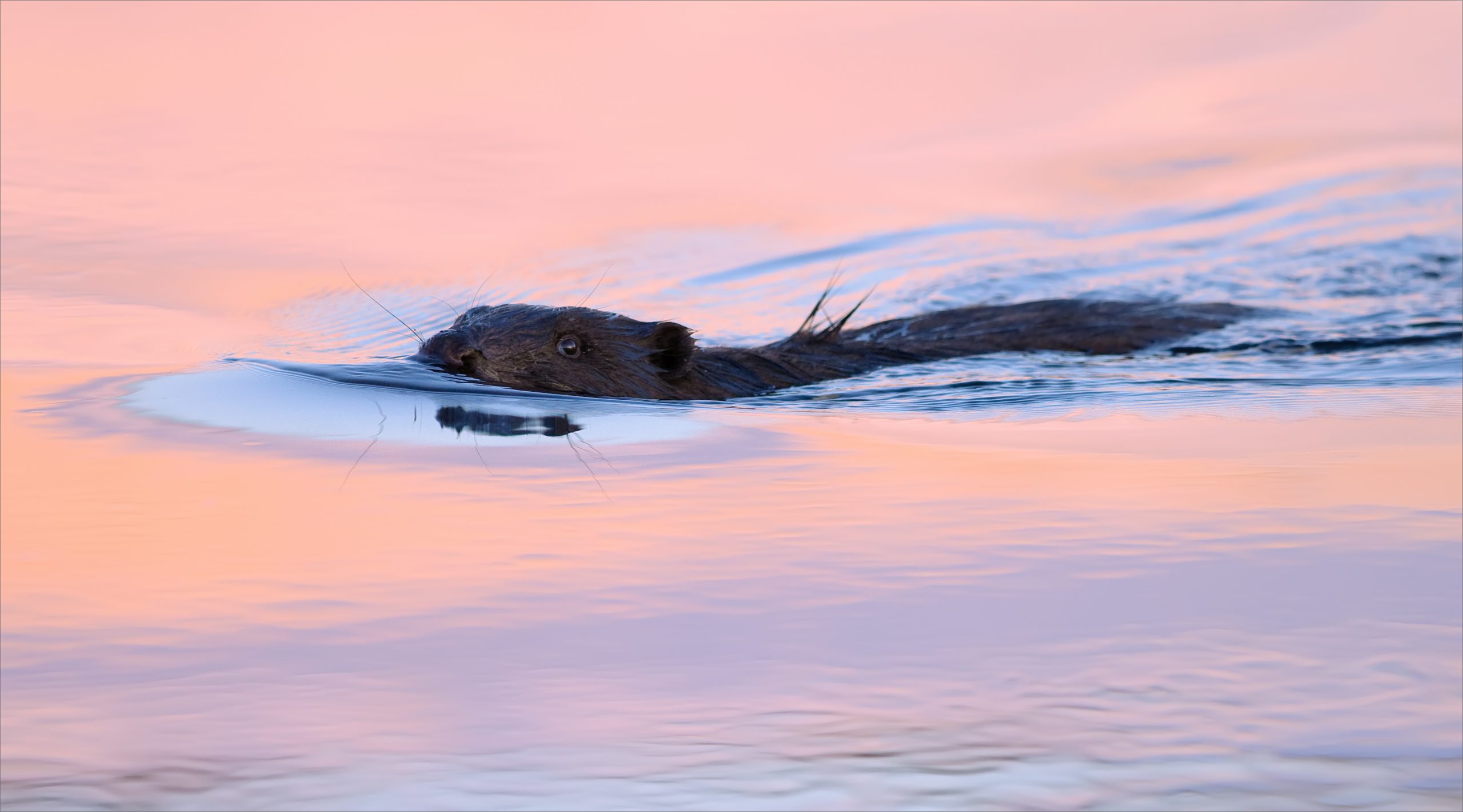 Eurasian,Beaver,Swimming,At,The,Sunset