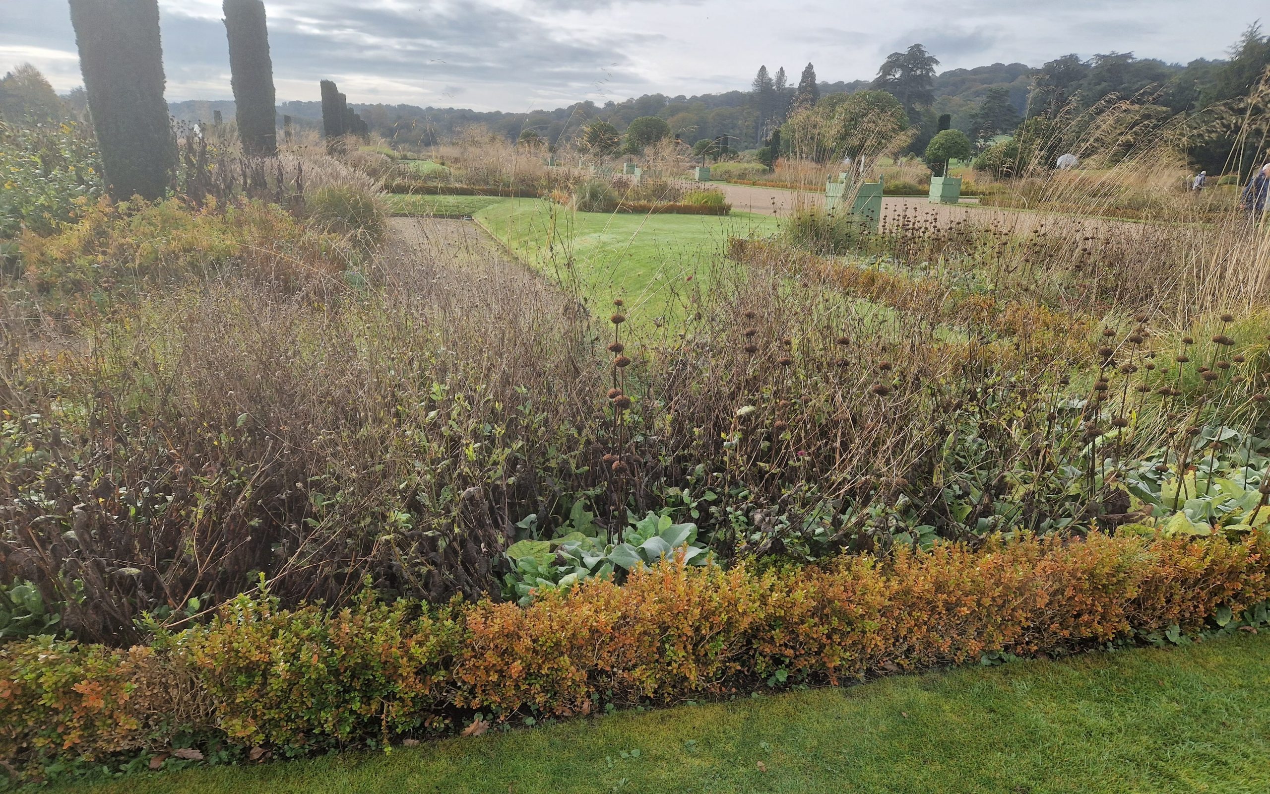 Image of the damaged box hedge in Trentham's Italian Gardens before removal
