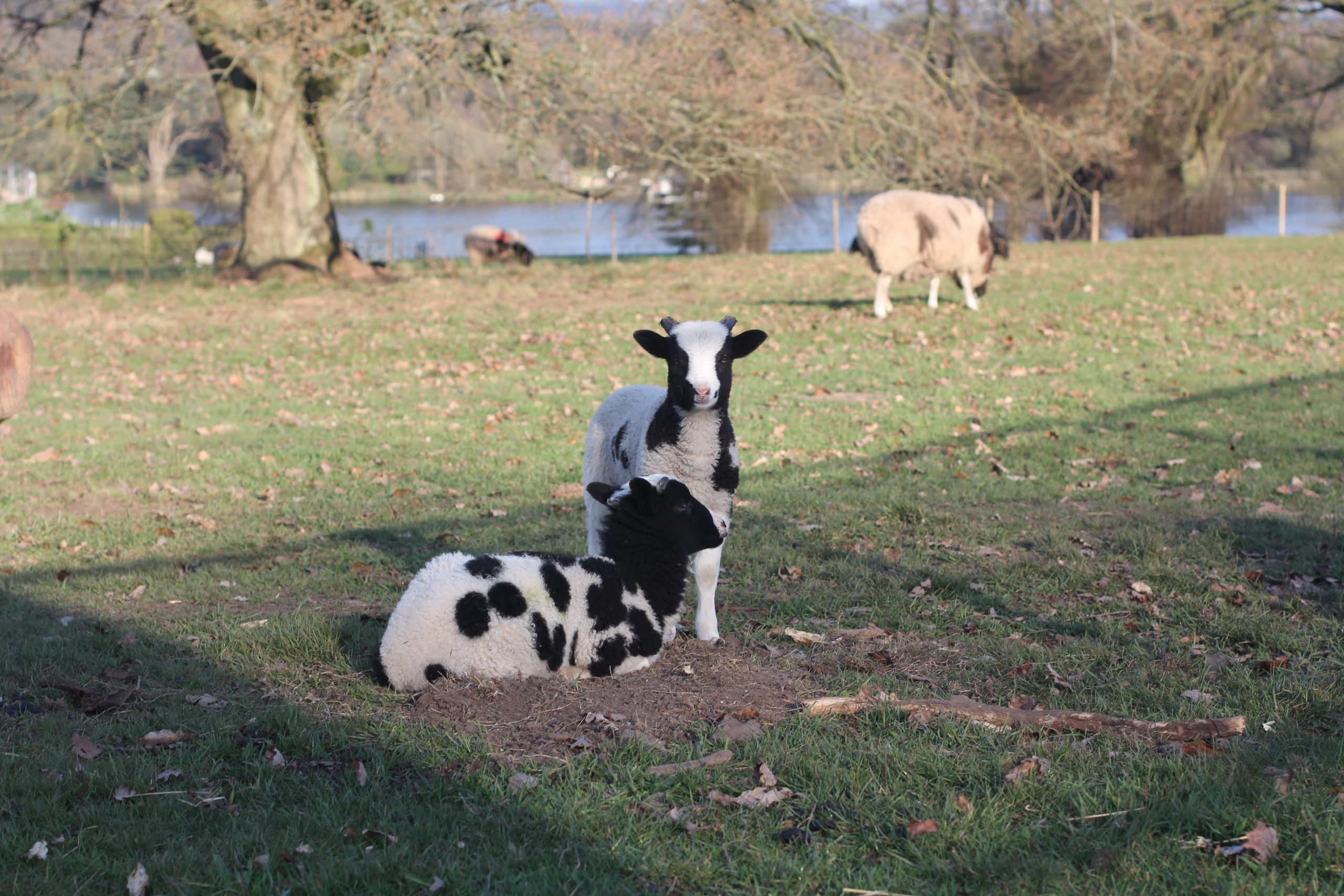 Lambing Live at Trentham