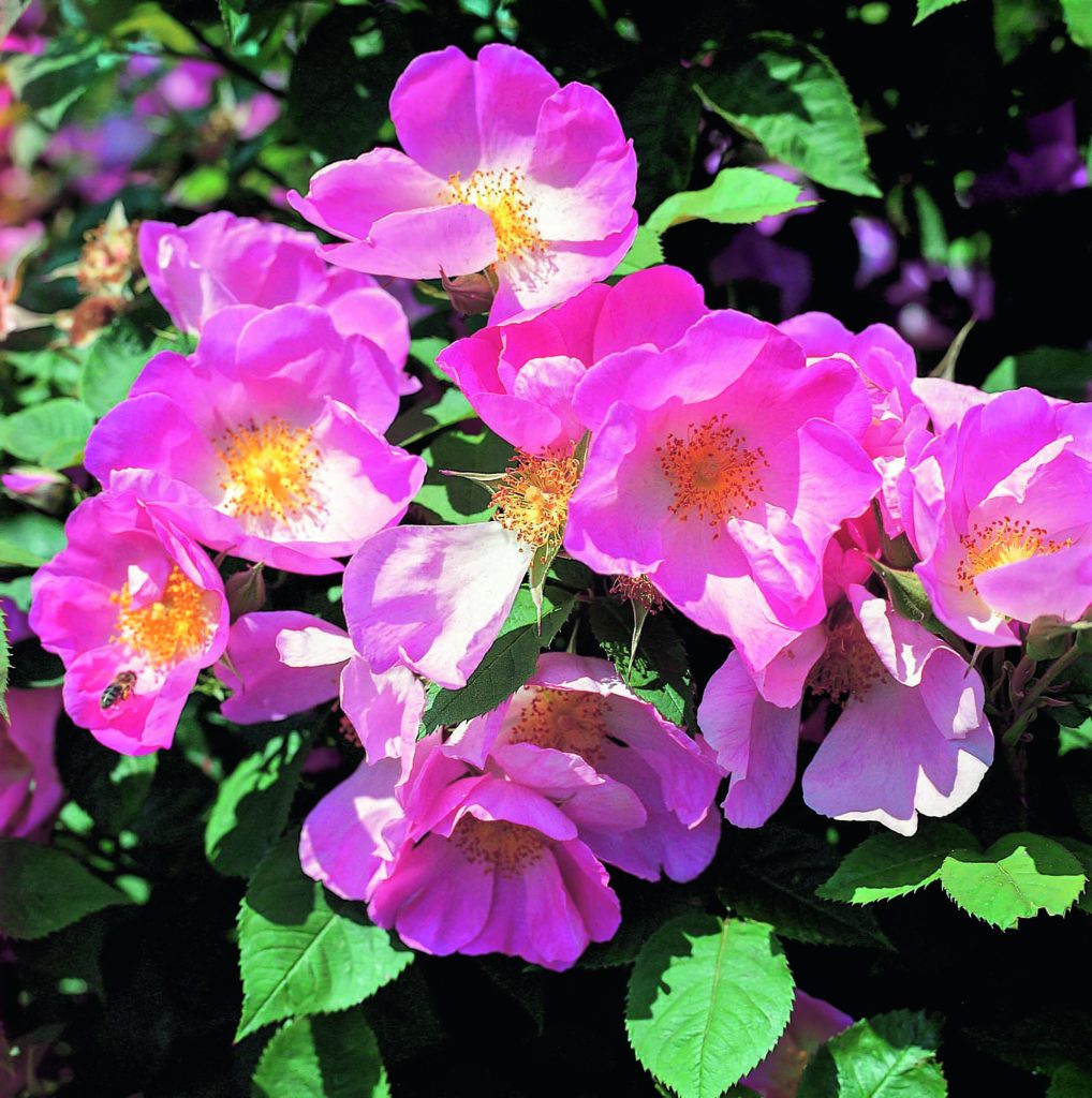 RosaComplicata