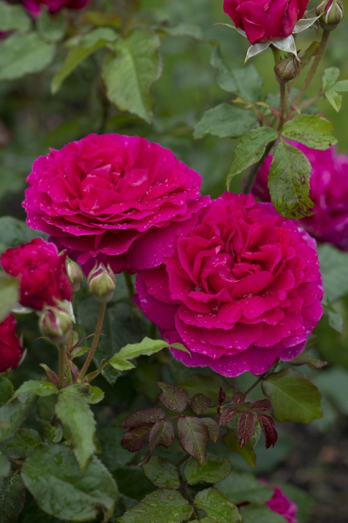 Rosa 'Gabriel Oak'