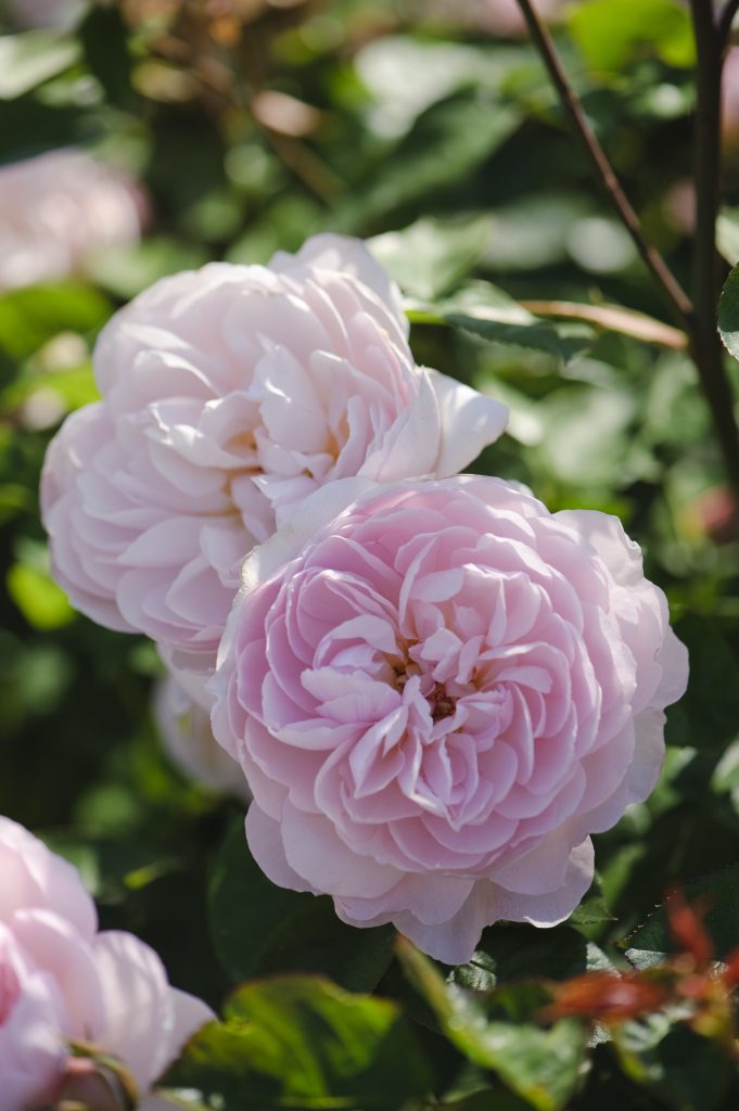 Rosa 'Gentle Hermione' ?