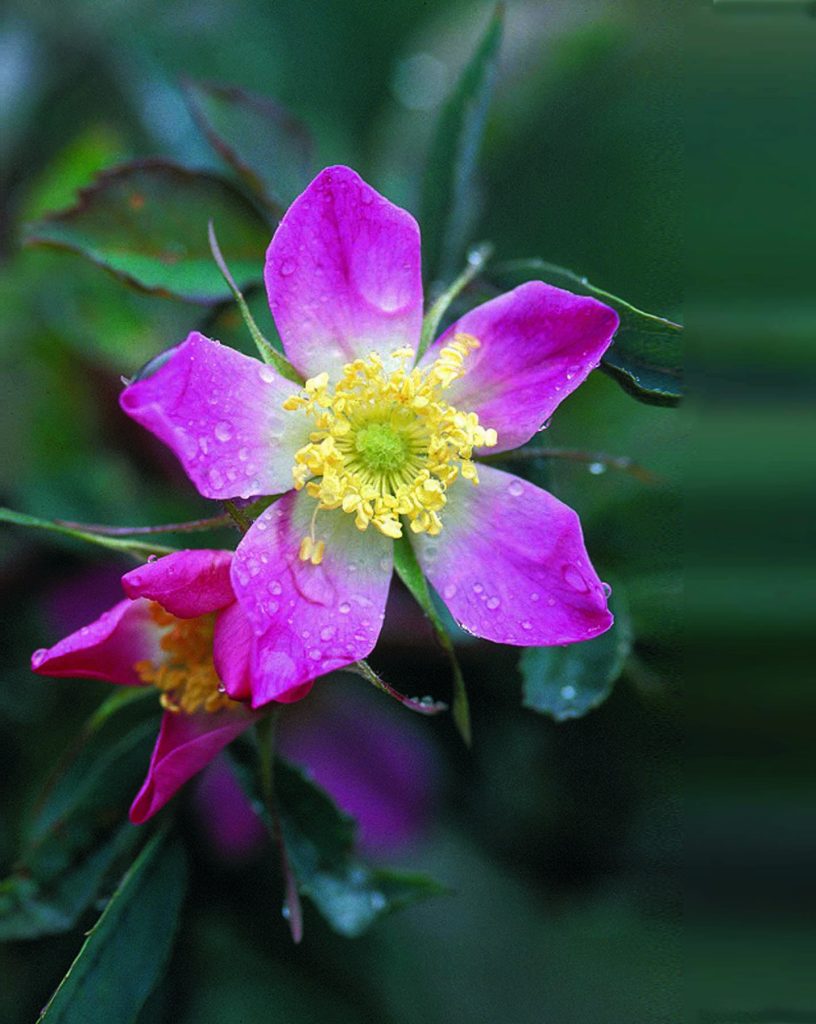 RosaGlauca