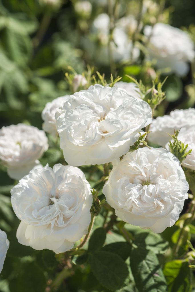 Rosa 'Madame Hardy'