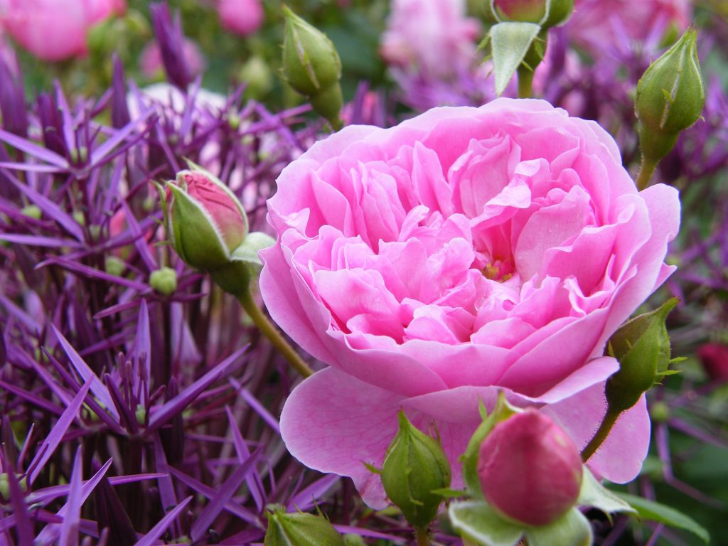 RosaHarlowCarr