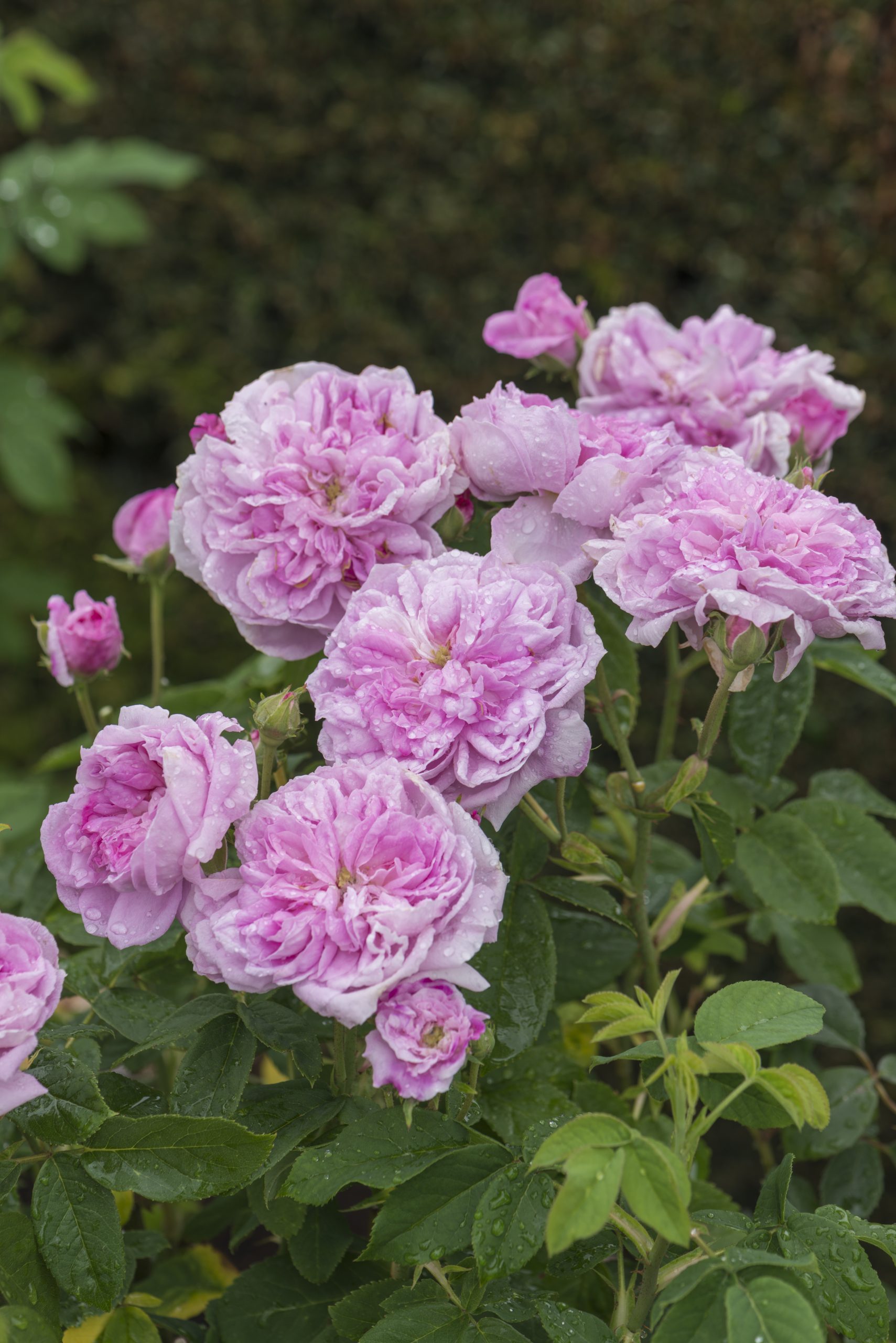 Rosa 'Ispahan'