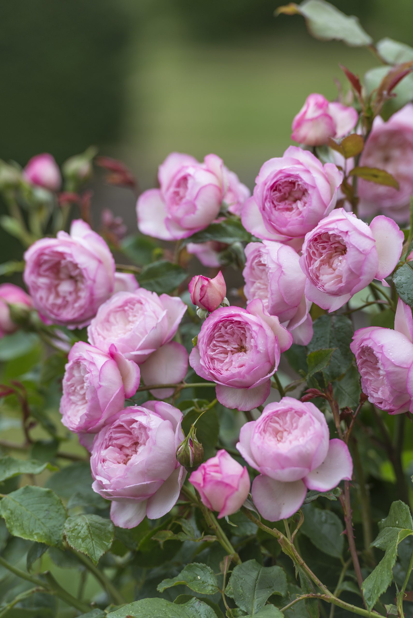 JG X WWD     A/19B/13