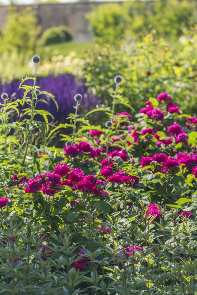 Rosa 'Rose de Rescht'