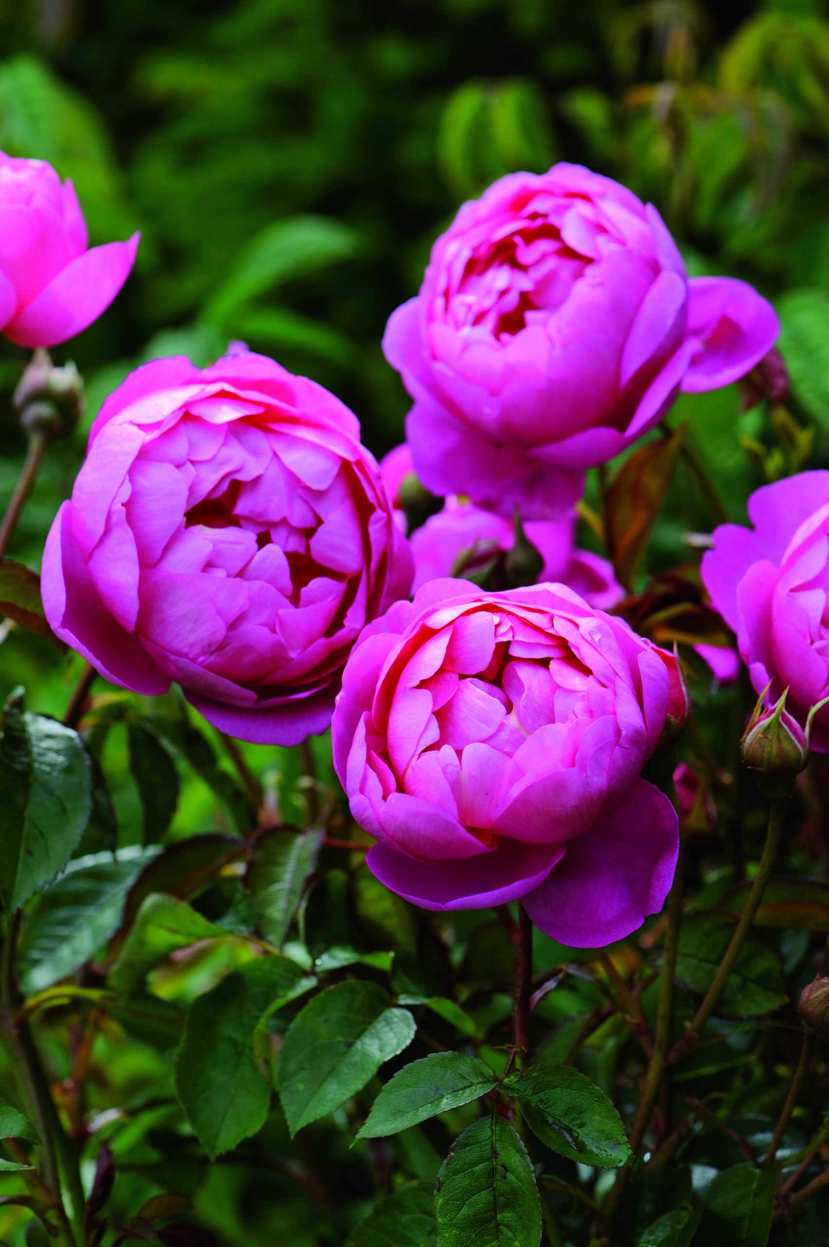 A/12B/07(M)SLS/BON)sHAZ x SLS