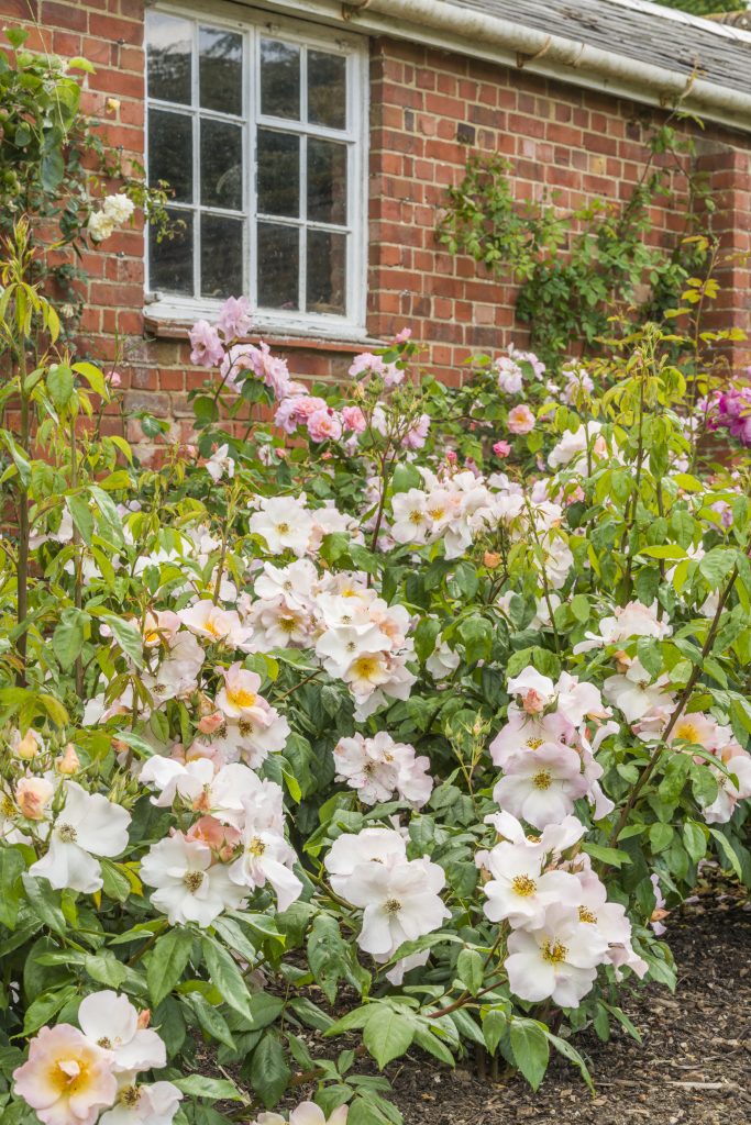 'Sally Holmes', 'Skylark' and 'Fritz Nobilis'