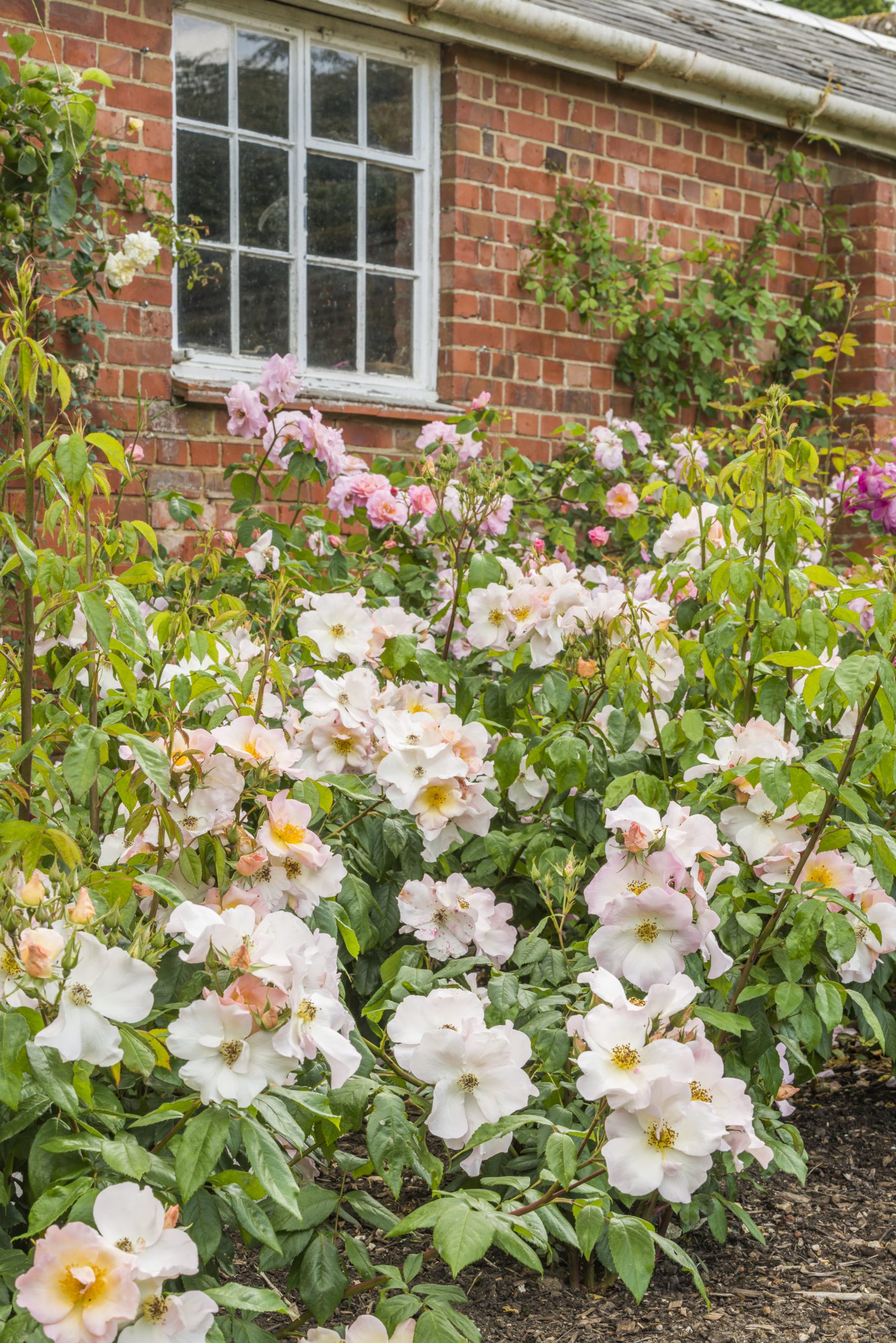 'Sally Holmes', 'Skylark' and 'Fritz Nobilis'