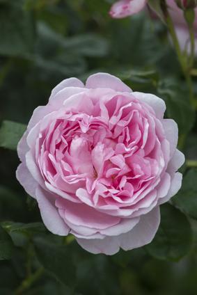 Rosa 'Scepter'd Isle'