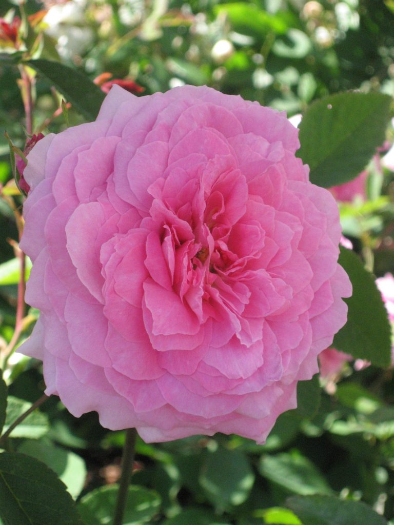 RosaTheMayflower