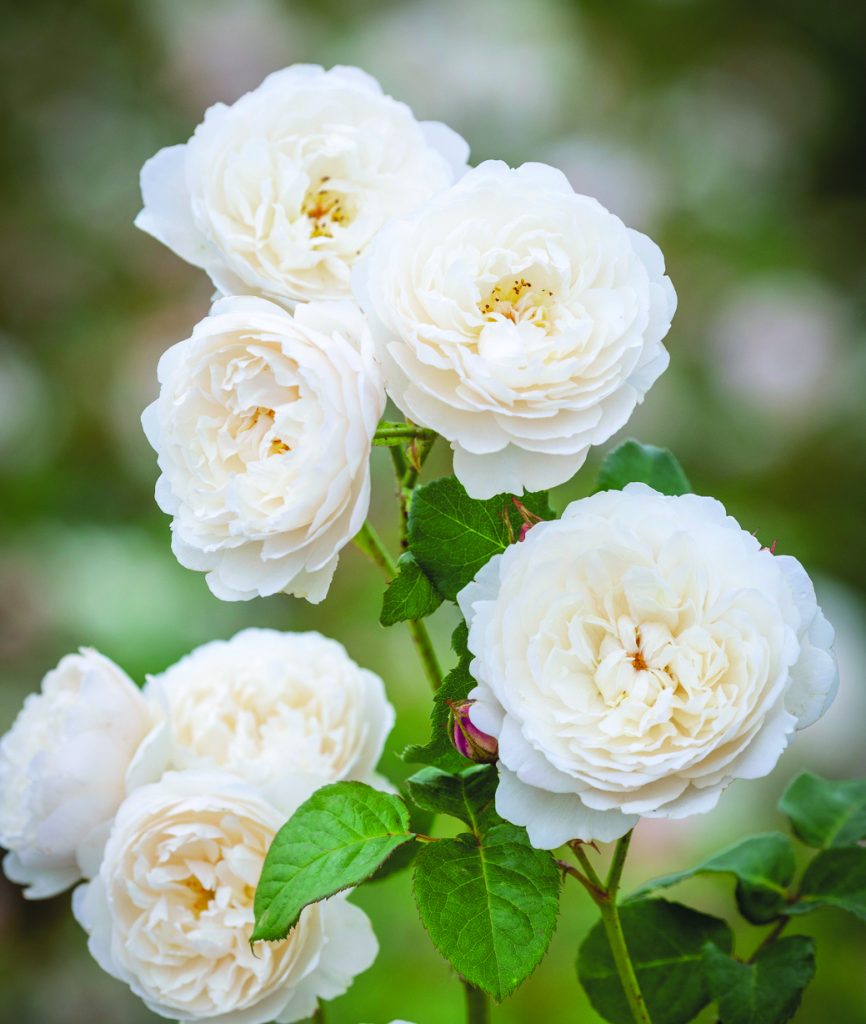Rosa 'William and Catherine' syn. 'Ausrapper'