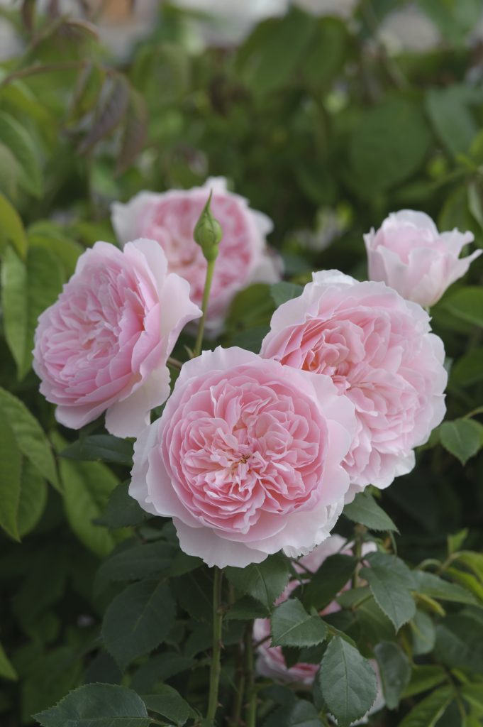 RosaWisley