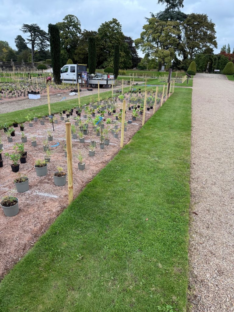 ItalianNewPlantings