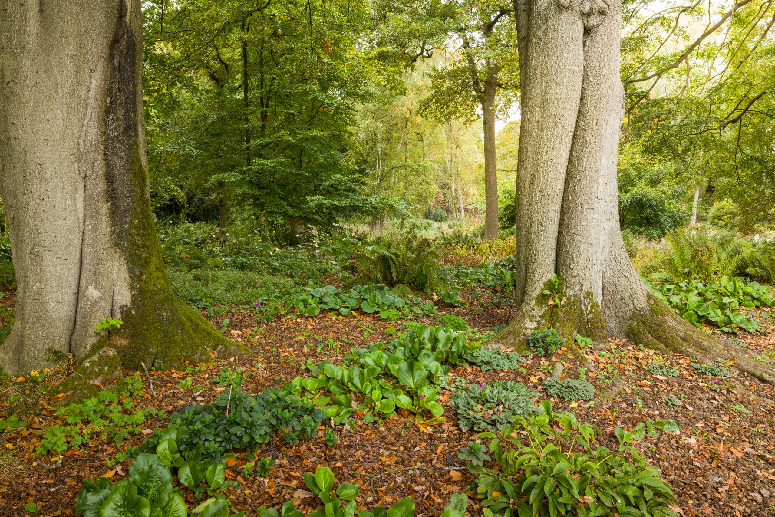 Trentham Gardens Autumn 2025-107