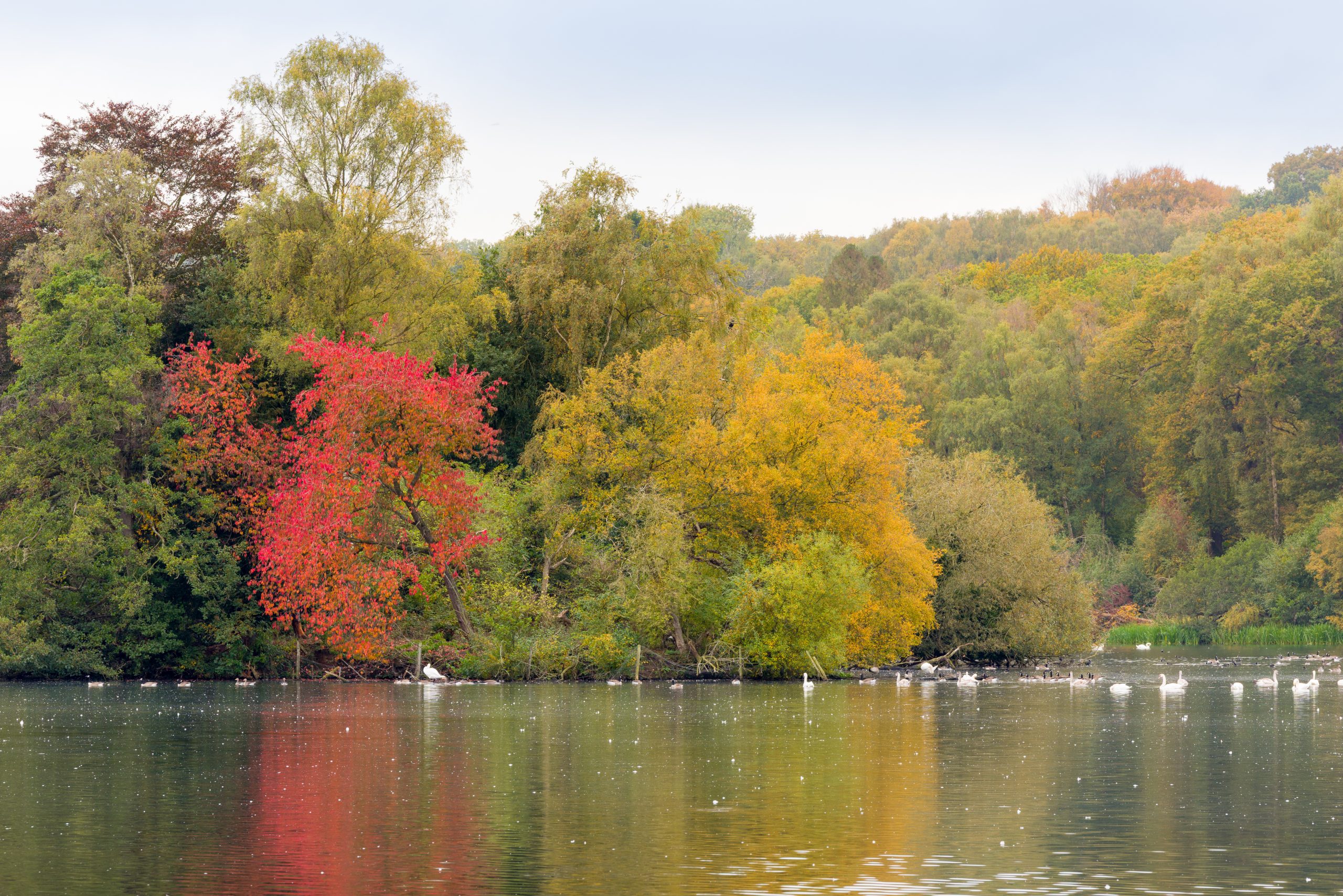 Trentham Gardens Autumn 2025-85
