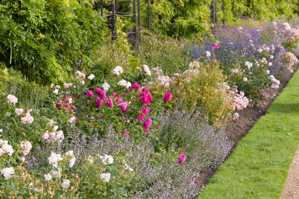Trentham Gardens Summer 2025 - Photographed by Joe Wainwright