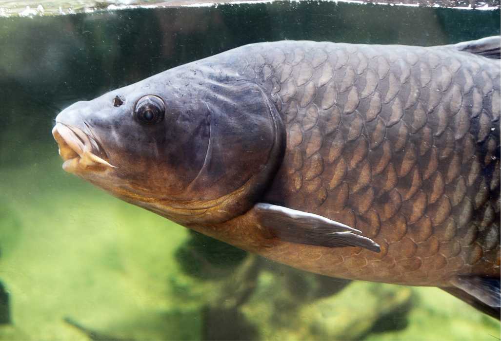 CarpFish