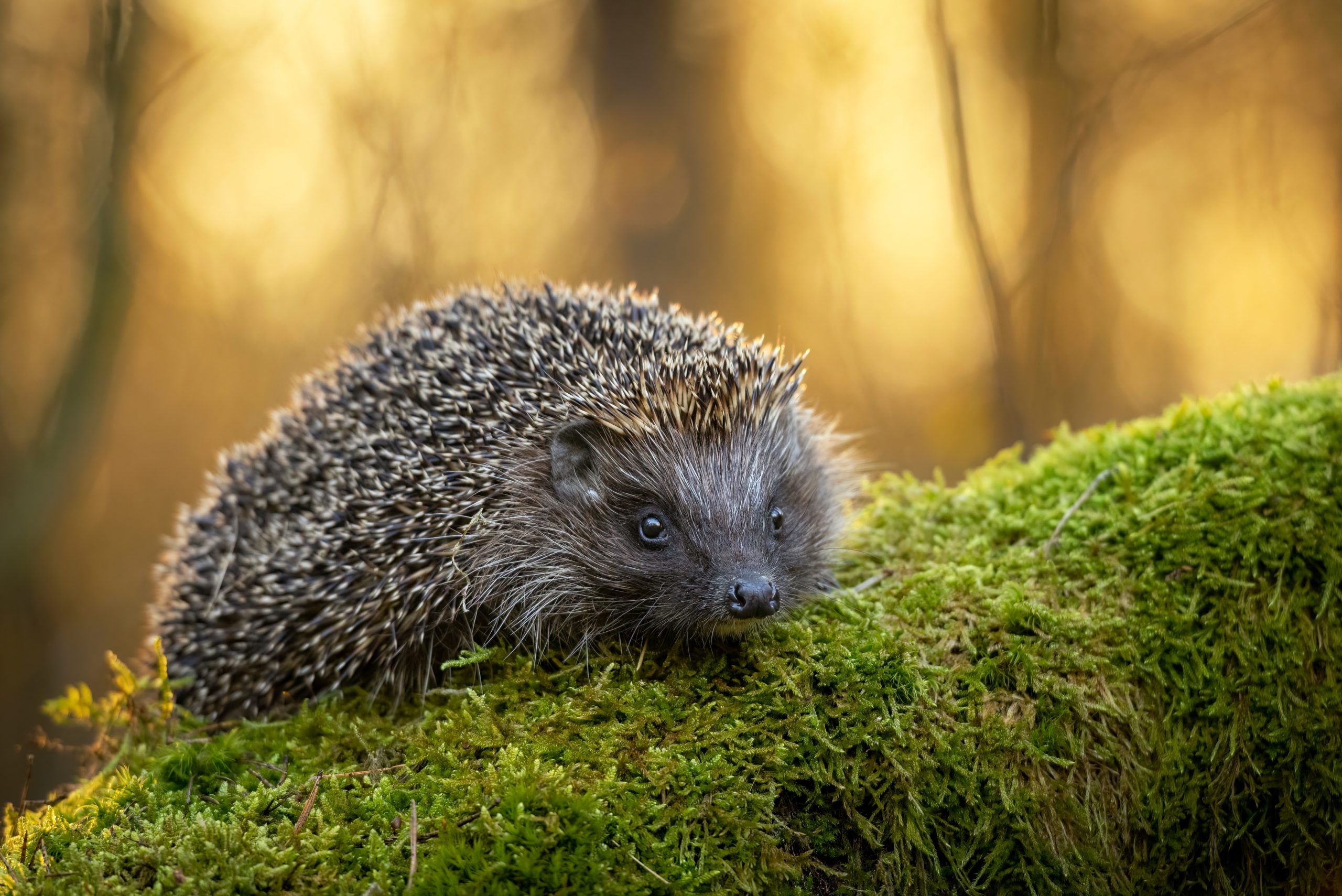Cute,Hedgehog,In,Autumn,Forest