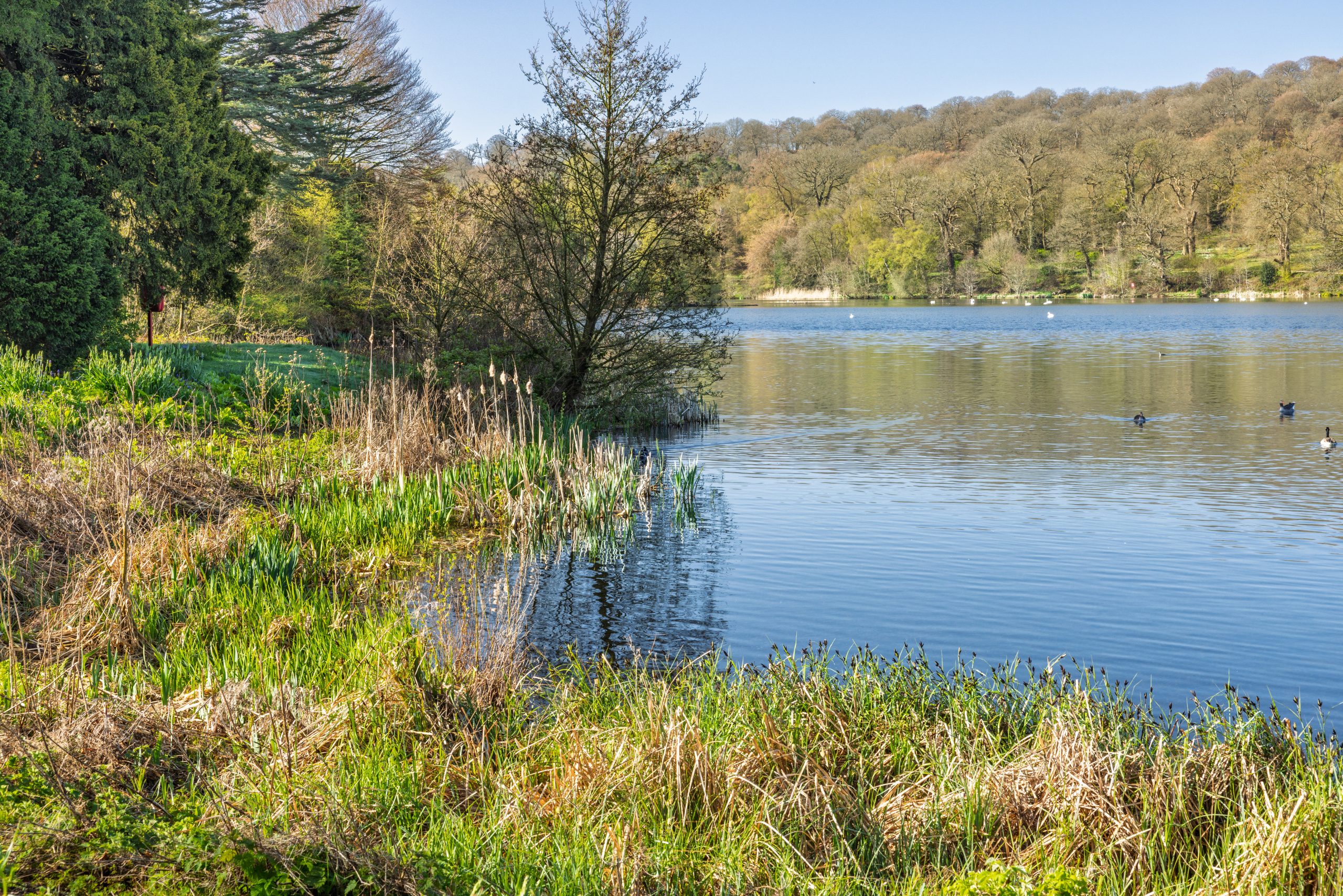 Trentham Gardens April 26 - 5400px-110