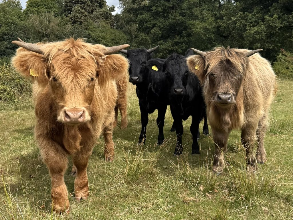 HighlandCowWalkingTourFeatured